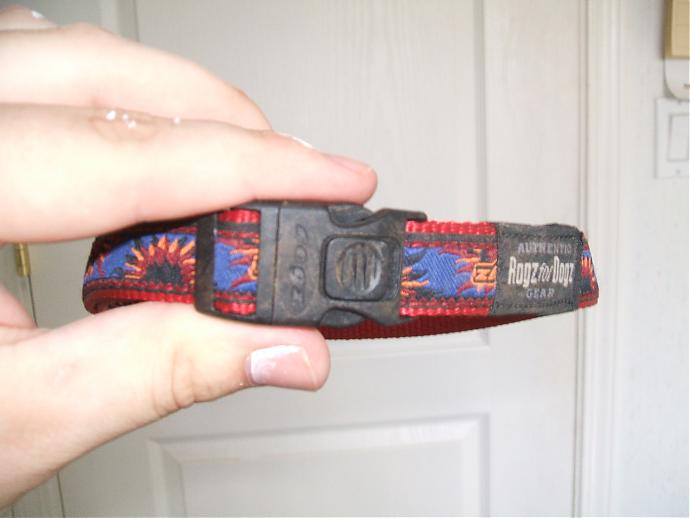 dog collar.jpg