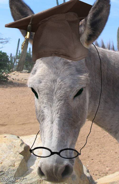 smartdonkey.jpg